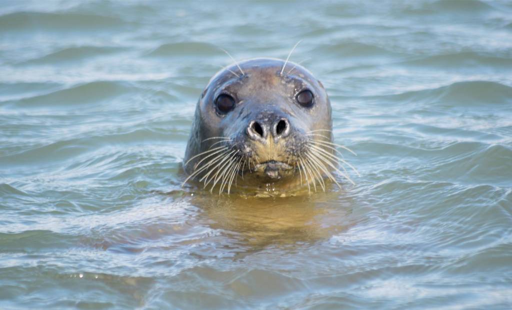 River Cruise - Buckler's Hard Maritime Museum | New Forest, Hampshire