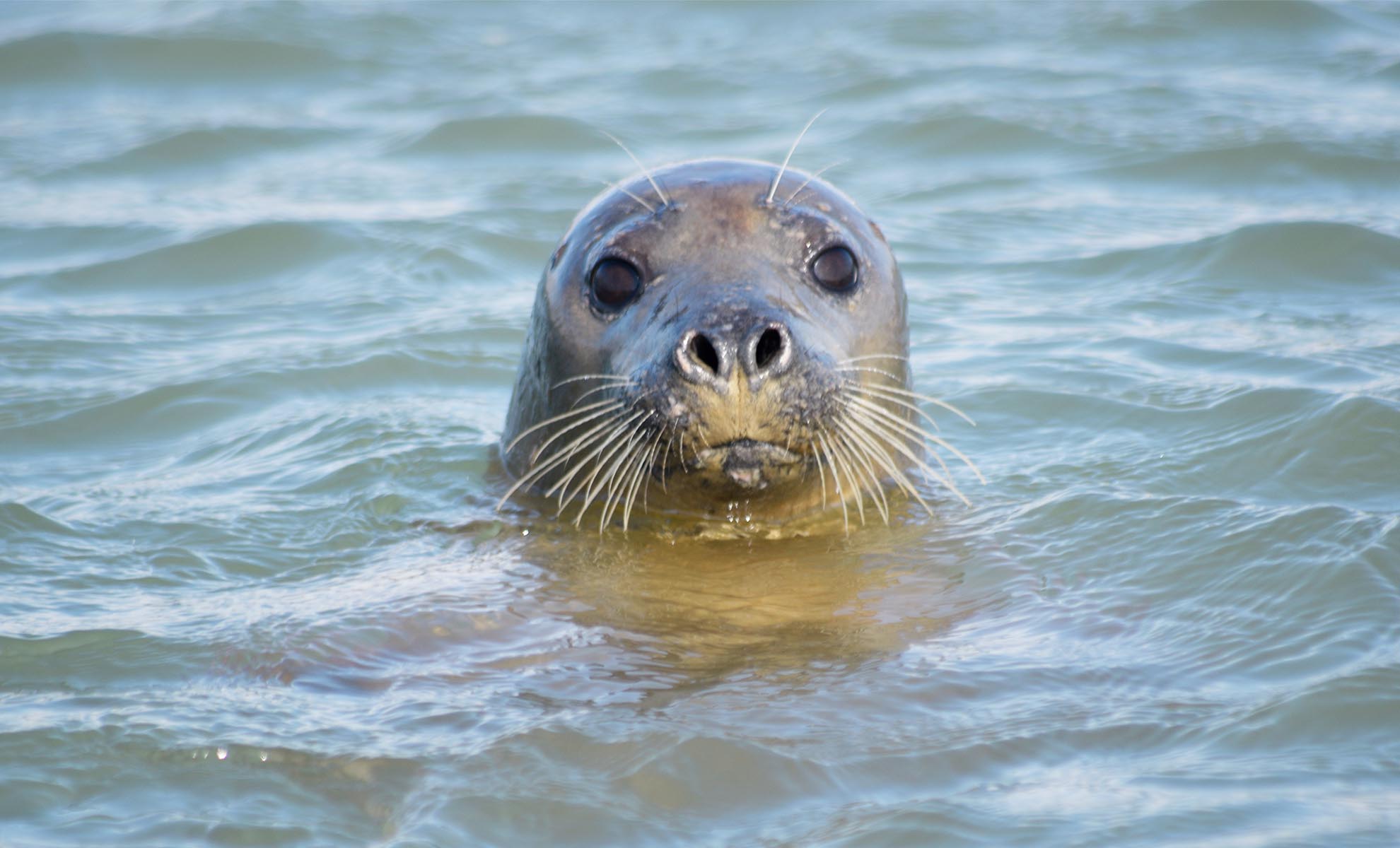 beaulieu river cruise reviews